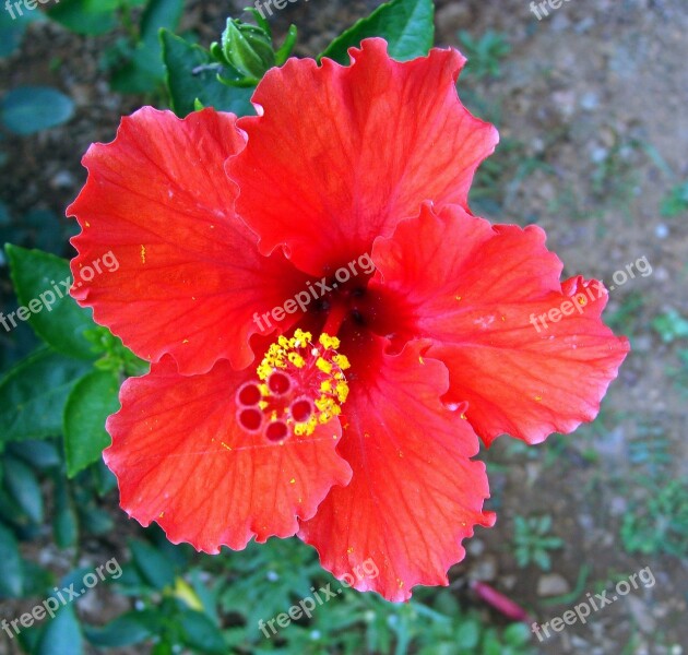 Hibiscus Red Flower Rosa Sinensis China Rose