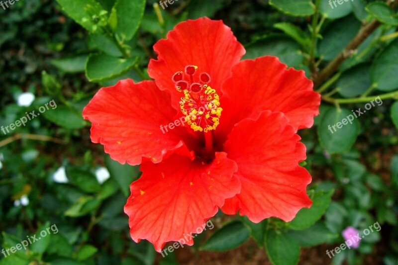 Hibiscus Red Flower Rosa Sinensis China Rose