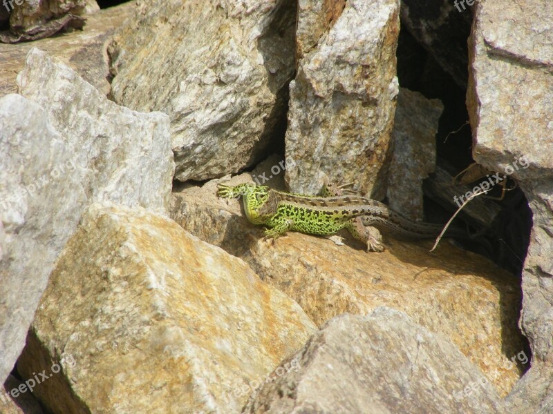 Lizard Animals Nature Sand Lizard Green