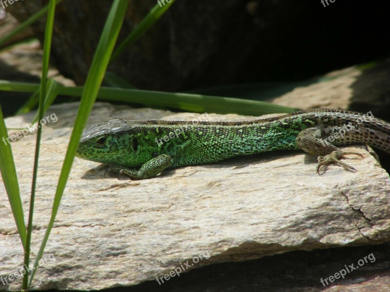 Lizard Sand Lizard Animals Nature Green