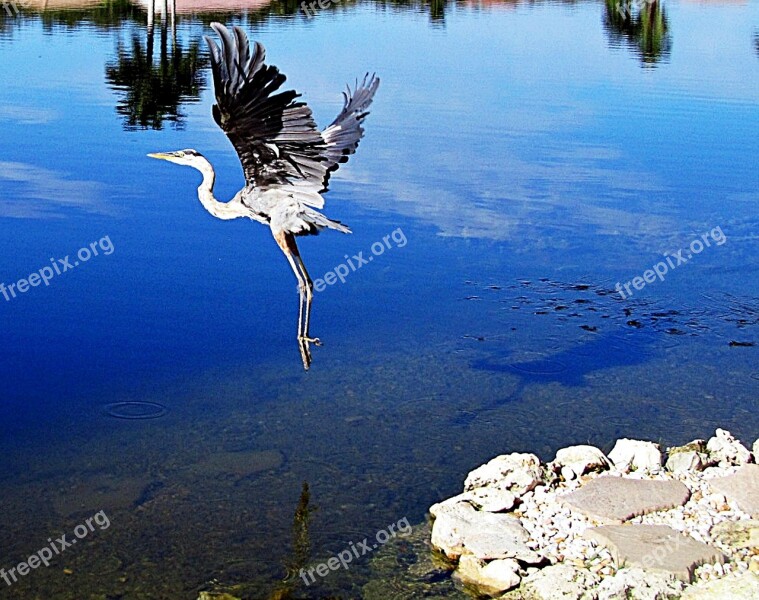 Airborne Great Blue Heron Great Blue Heron Bird