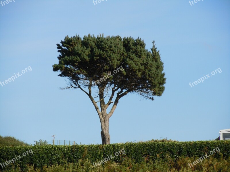 Tree Pine Free Photos