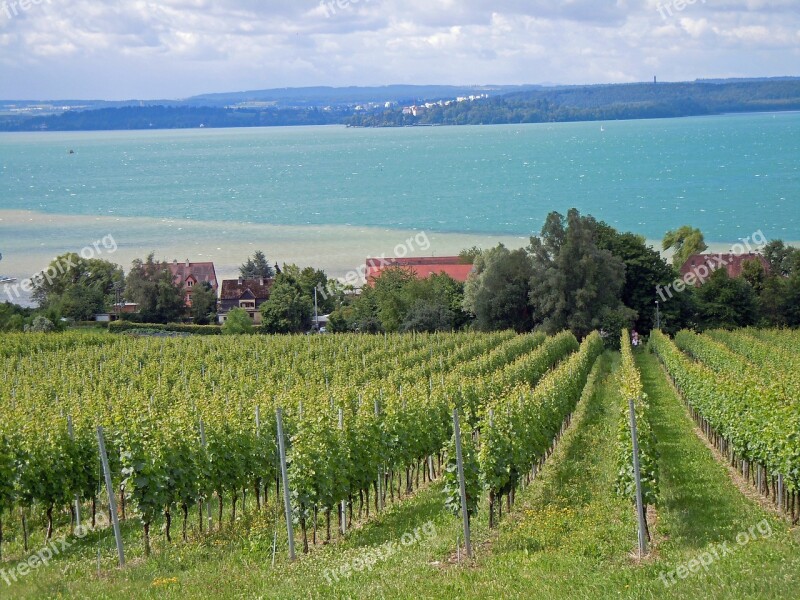 Lake Constance Vine Landscape Free Photos