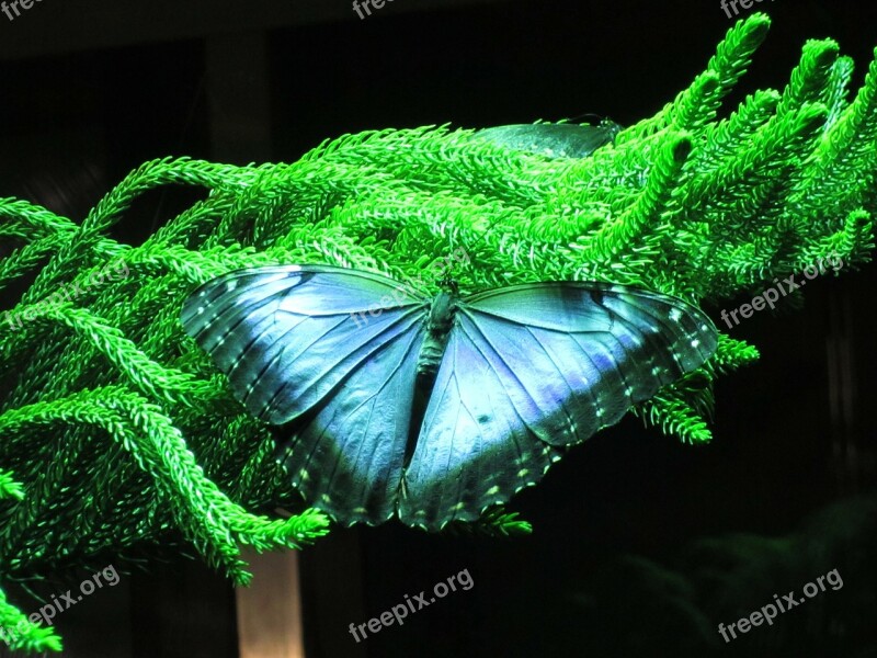 Butterfly Nature Insect Plant With Butterfly Close-up