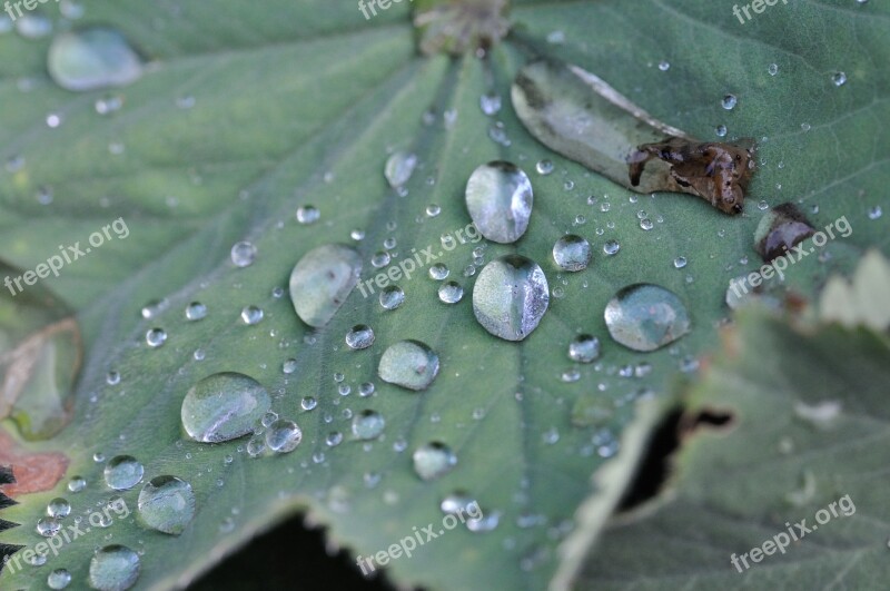 Garden Leaf Drop Of Water Nature Plant