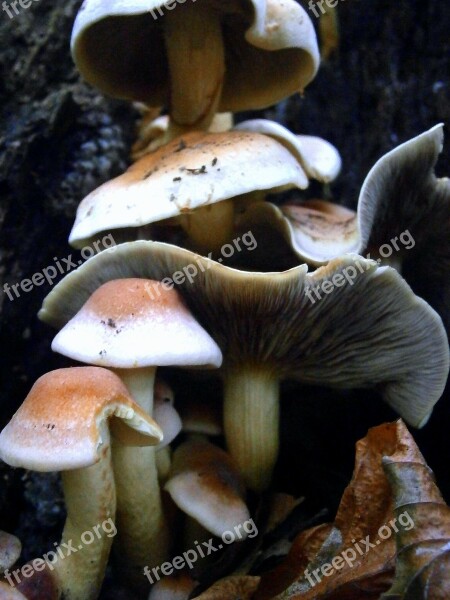 Mushrooms Mushroom Brown White Forest Mushroom