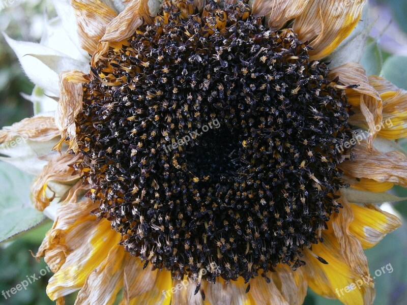 Sunflower Seeds Cores Faded Withered