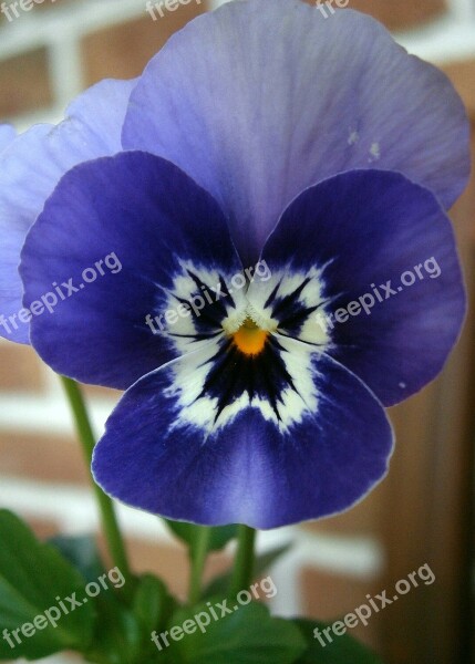 Violet Horn Violet Viola Cornuta 400–500 Blue Violet