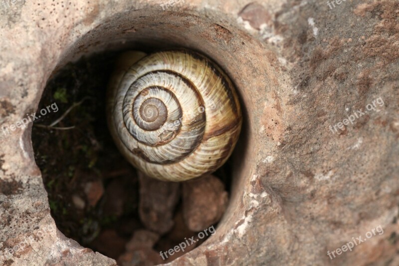 Snail Nature Garden Snails Free Photos