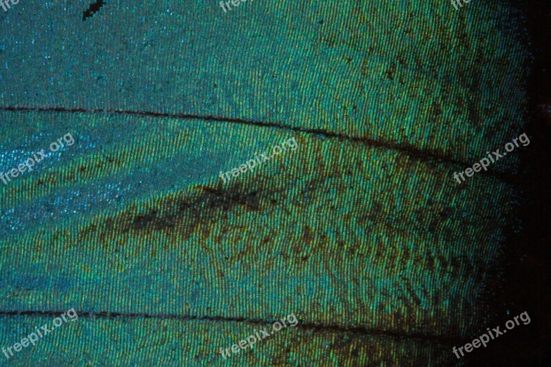 Butterfly Exotic South America Amazon Iridescent