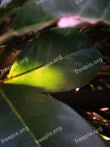 Laurel Leaf Illuminated Light Green