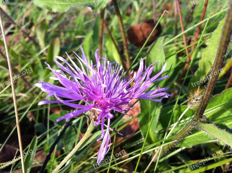 Flower Blossom Bloom Purple Violet