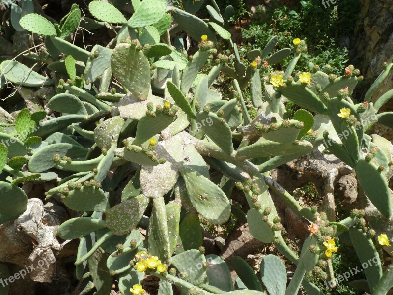 Cactus Blossom Bloom Spur Plant