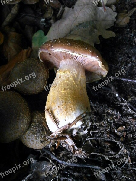 Mushroom Mushrooms Forest Forest Mushroom Forest Mushrooms