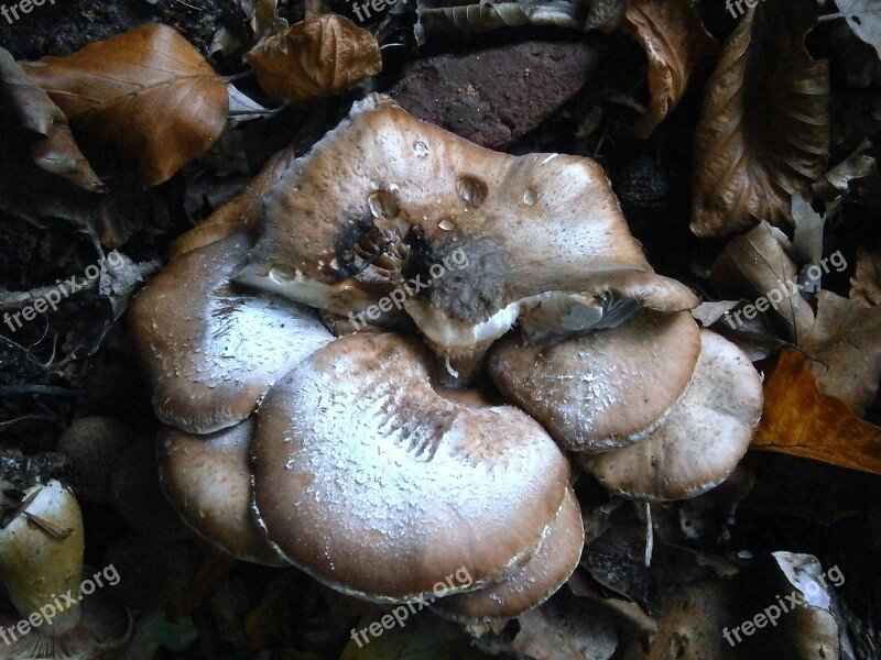 Mushroom Mushrooms Group Many Forest