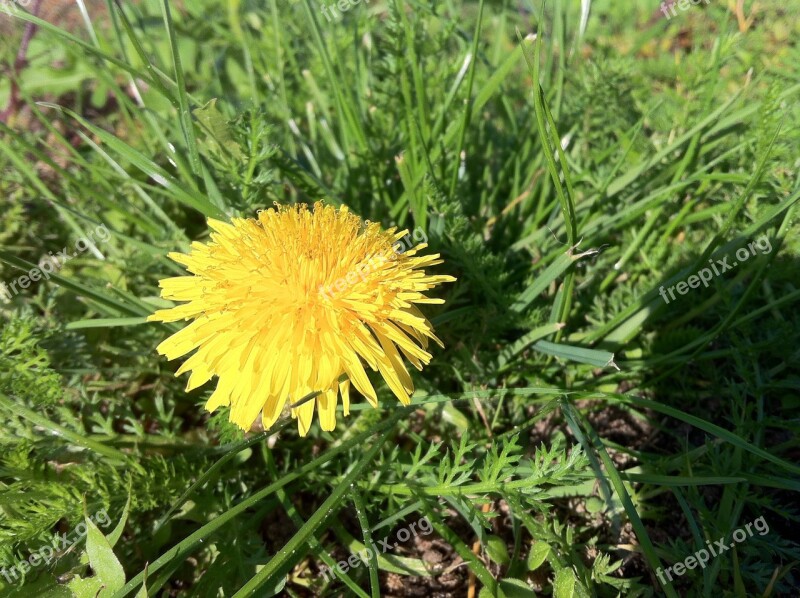 Dandelion Meadow Pointed Flower Bloom Blossom