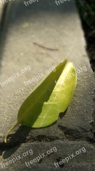 Leaf Sunshine Shadow Free Photos