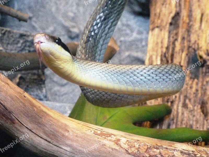 Snake Natter Laura Taeniurus Callicyanous Vietnam Non Toxic