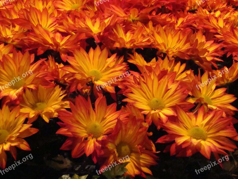 Orange Flowers Close-up Colorful Yellow