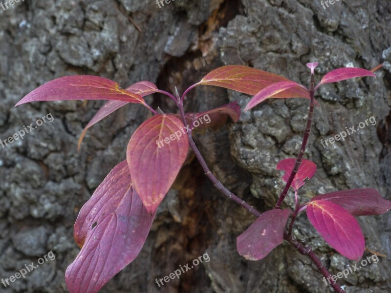 Foliage Red Leaves Autumn Fall