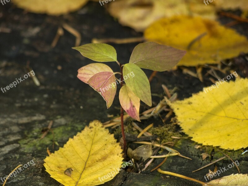 Foliage Yellow Leaves Autumn Fall