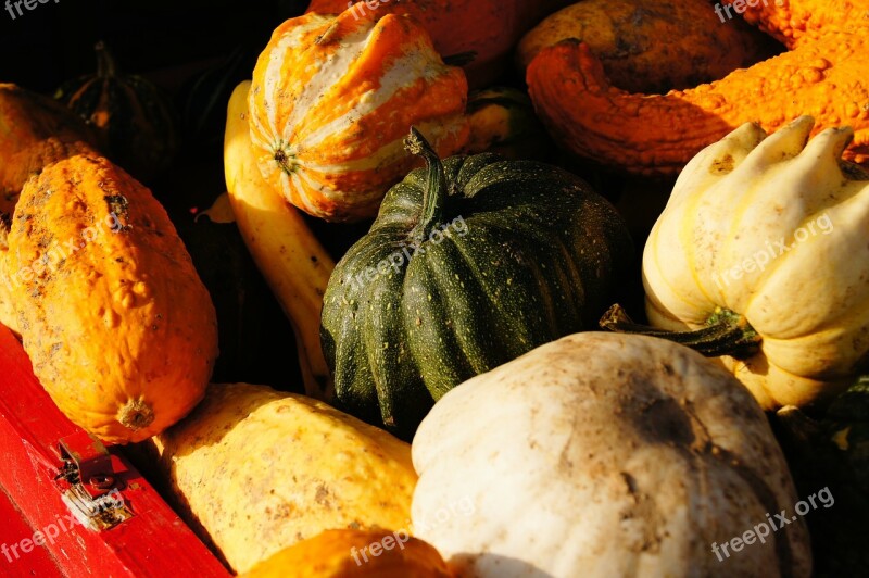 Pumpkin Autumn Halloween Vegetables Harvest