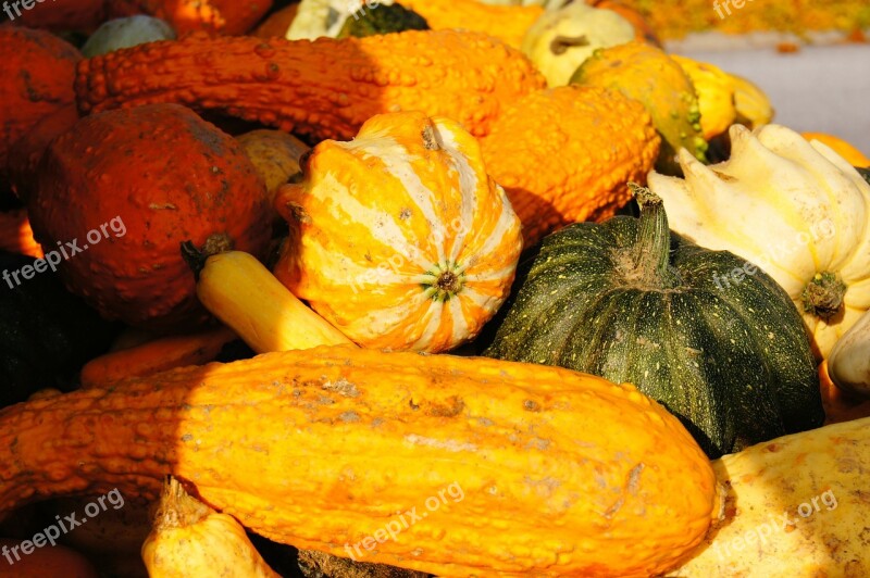 Pumpkin Autumn Halloween Vegetables Harvest