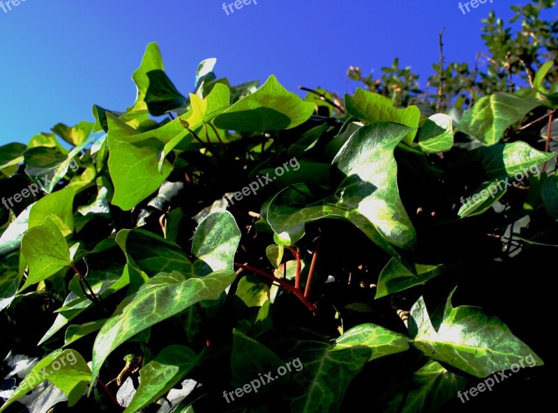 Ivy Climber Green Leaves Sunlight