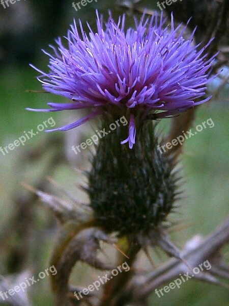 Thistle Milk Thistle Silybum Marianum Blossom Bloom