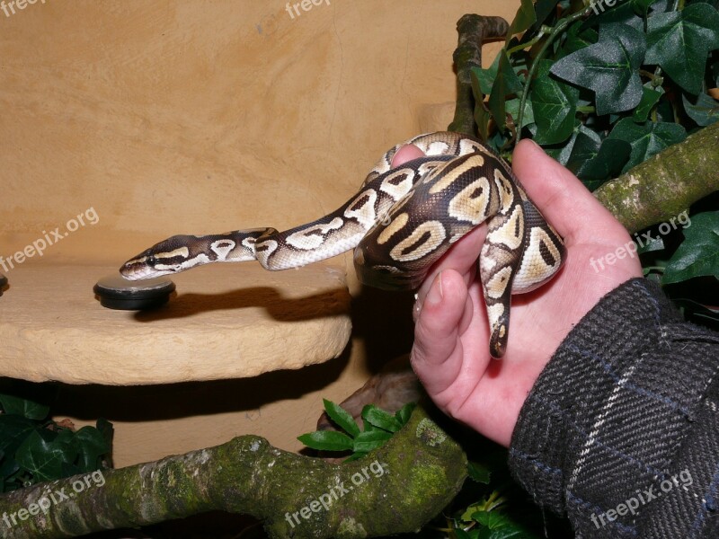 Phyton Mojave Phytón Snake Human Terrarium