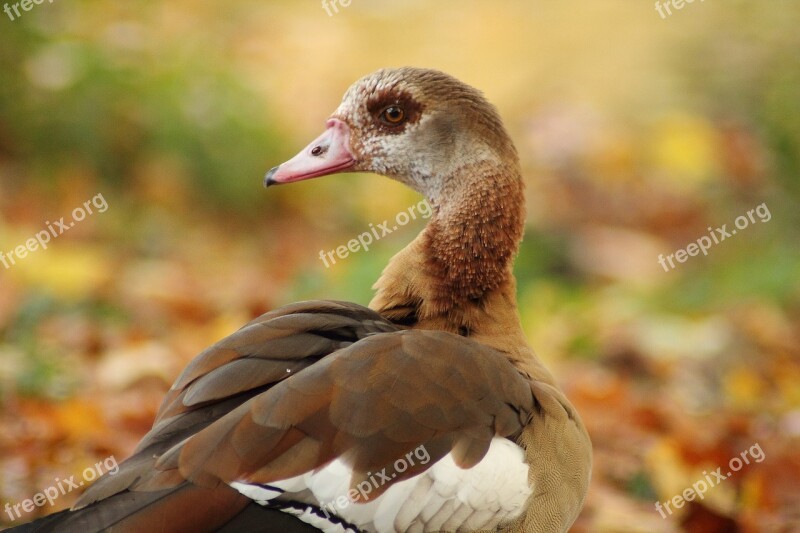 Nilgans Alopochen Aegyptiacus Wild Goose Geese Water Bird