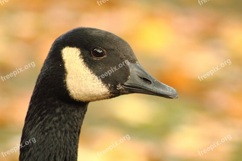 Canada Goose Branta Canadensis Goose Poultry Water Bird