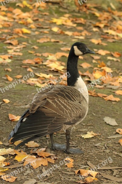 Canada Goose Wild Goose Water Bird Branta Canadensis Bird