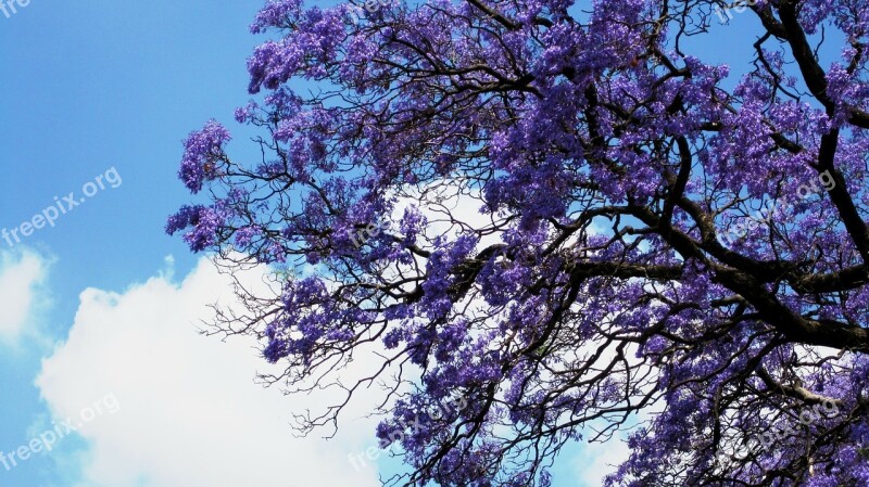 Flowers Jakaranda Purple Clusters Trumpet Shaped