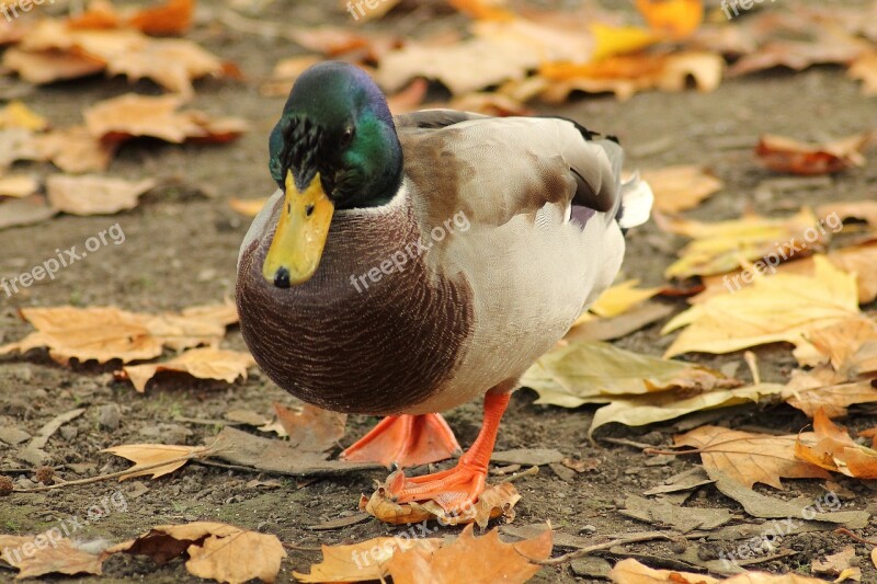 Mallard Water Bird Entenmaennchen Drake Duck