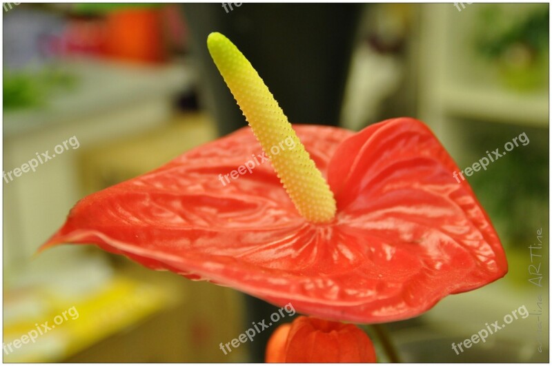 Flamingo Flower Anthurium Flower Red Exotic Flower