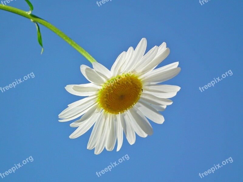 Flower Daisy White Flowers Day