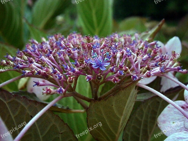 Hydrangea Purple White Flowers Bud