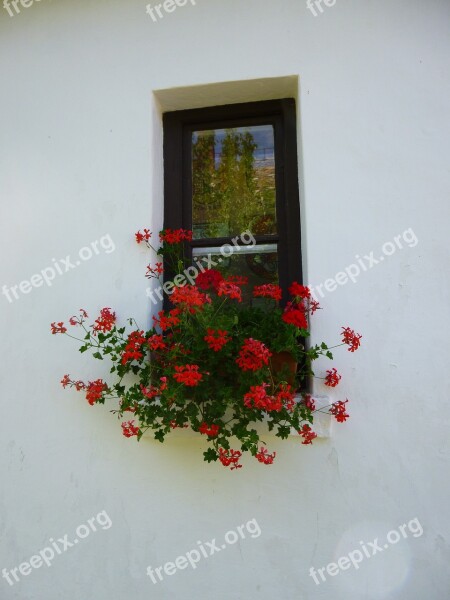 Geranium Window Red Flower Free Photos