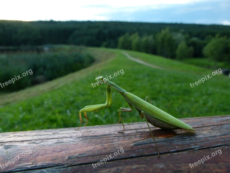 Mantis Watching Field Twilight Félprofil