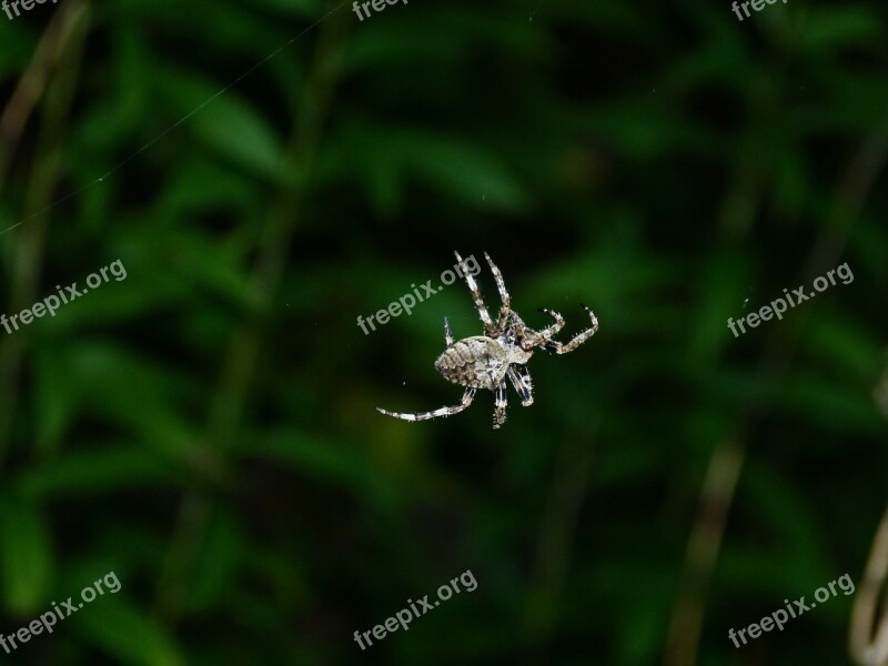 Spider Thr With Flash Twilight