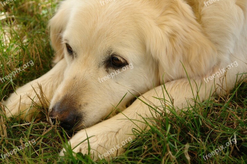 Dog Head Lazy Dog Animal Pet