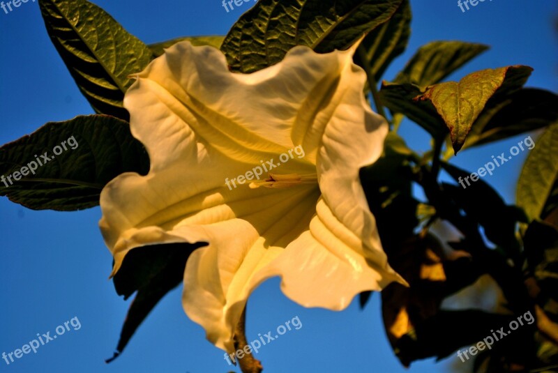 Bunga Flower Indonesia Yellow Beautiful