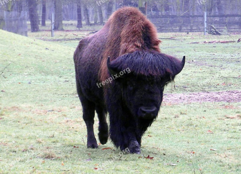 Wisent Buffalo Large Massive Autumn Forest