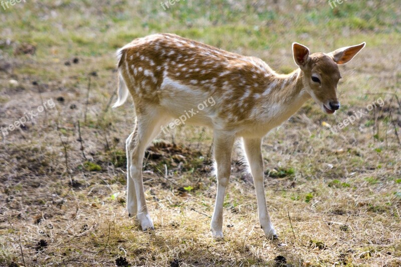 Fallow Deer Young Roe Deer Hirsch Wild