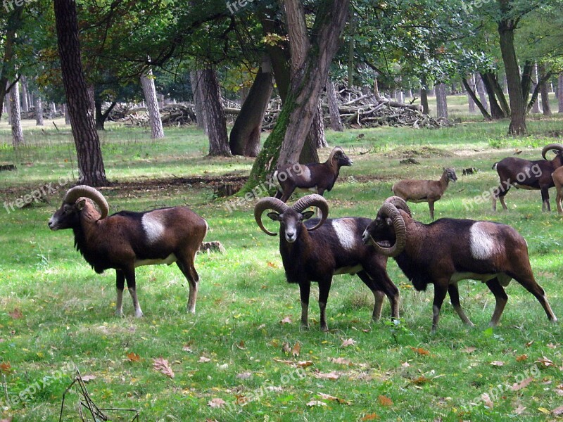 Muflon Sheep Goat Horns Wild