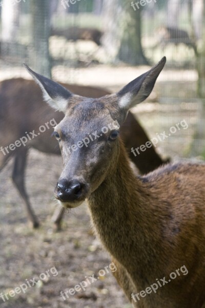 Are You Looking At Red Deer Doe Hirsch Antler