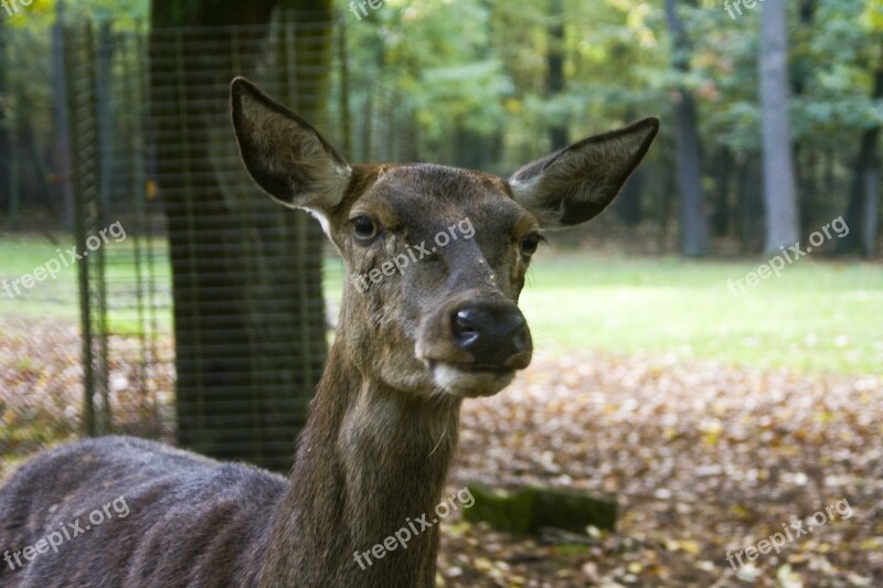 Are You Looking At Red Deer Doe Hirsch Antler