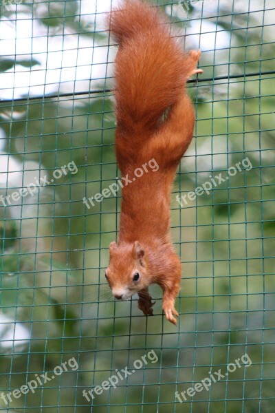 Squirrel Red Bushy Zoo Autumn Forest