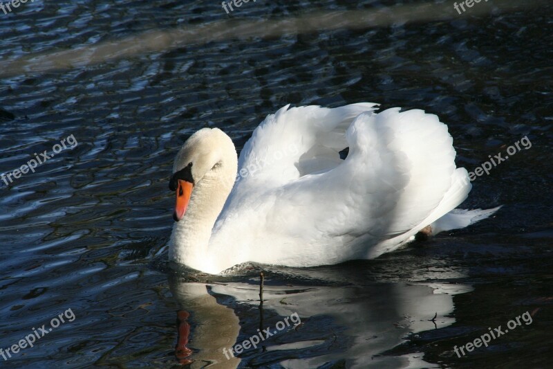 Swan Romance Lake Bird Mute Swan